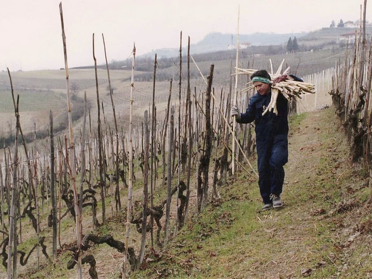 Cover Image for The Difference Between Barolo vs Barbaresco